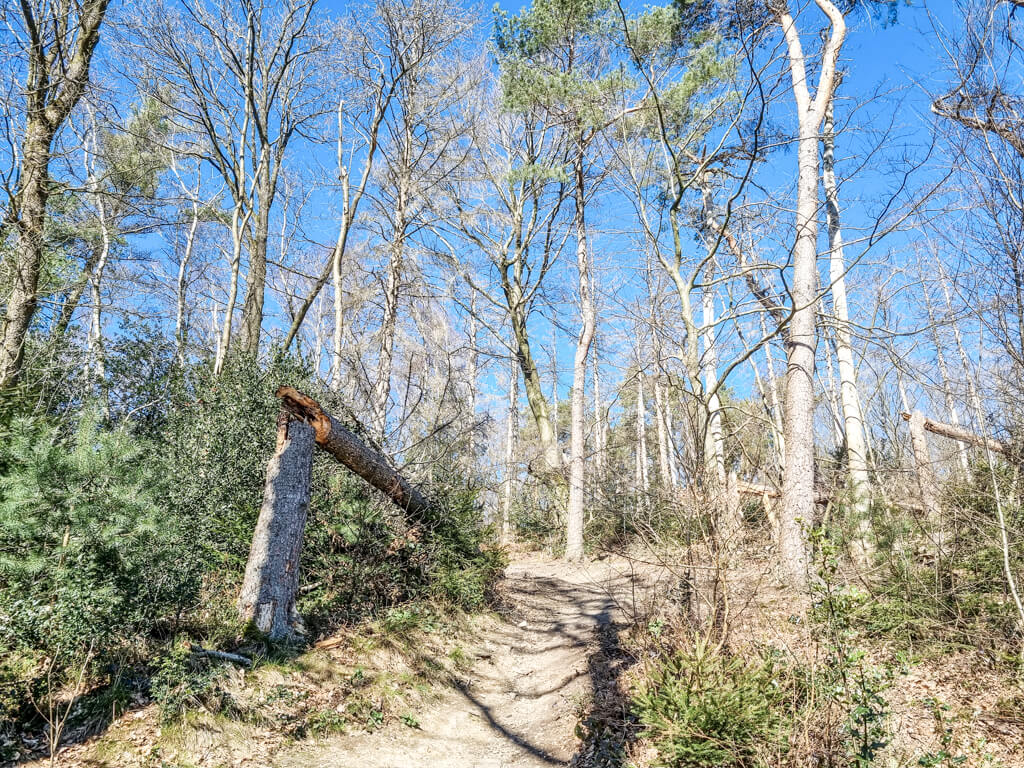 Wanderweg in einem Birkenwald mit abgebrochenen Baumstamm