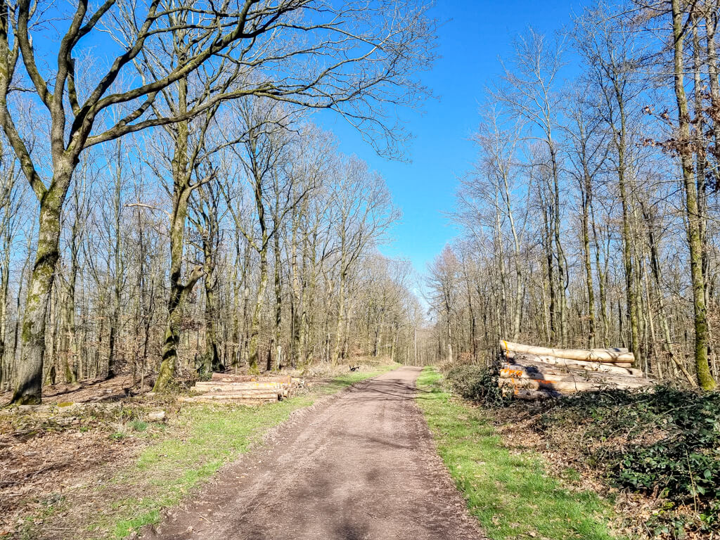breiter Forstweg mit gestapelten Baumstämmen an beiden Seiten in einem lichten Wald