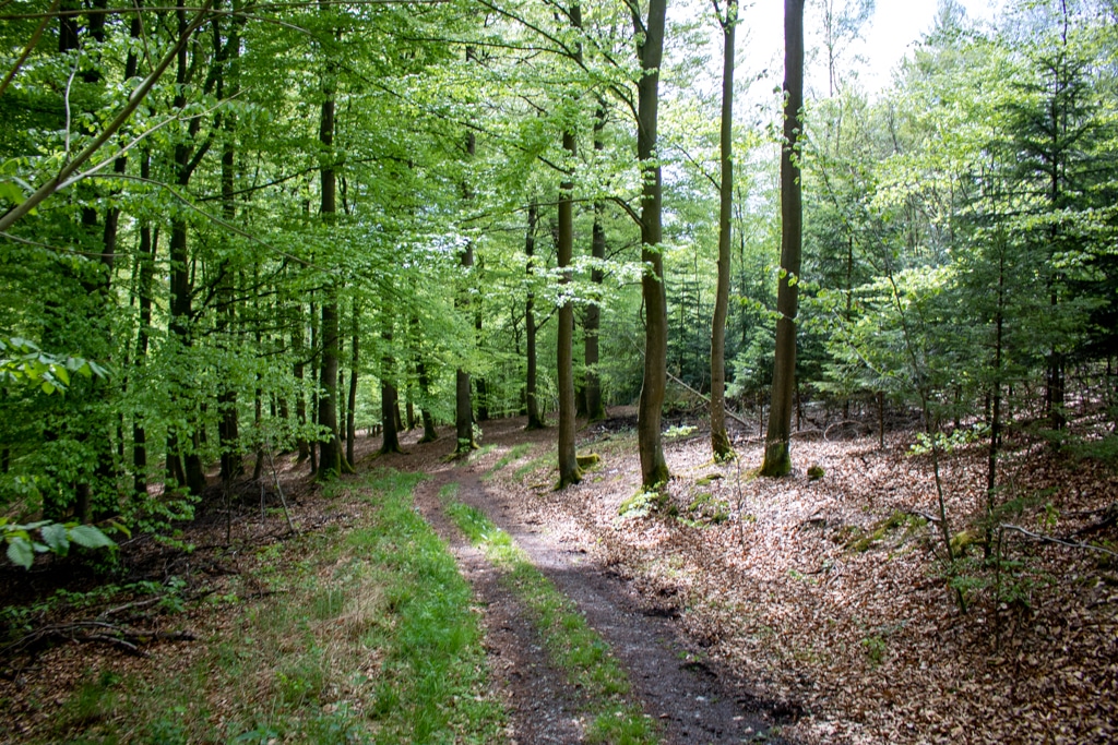 Waldweg inmitten des Balver Wald