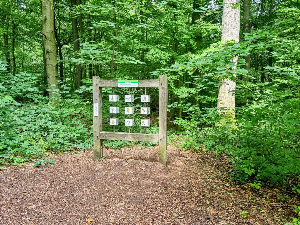 Ein hölzernes Informationsschild steht auf einem Waldweg, der von üppigen grünen Bäumen und Laub umgeben ist. Der Weg ist mit braunen Blättern und Holzspänen bedeckt. Das Schild enthält verschiedene Hinweise oder Informationskarten. Die Szene ist friedlich und einladend.