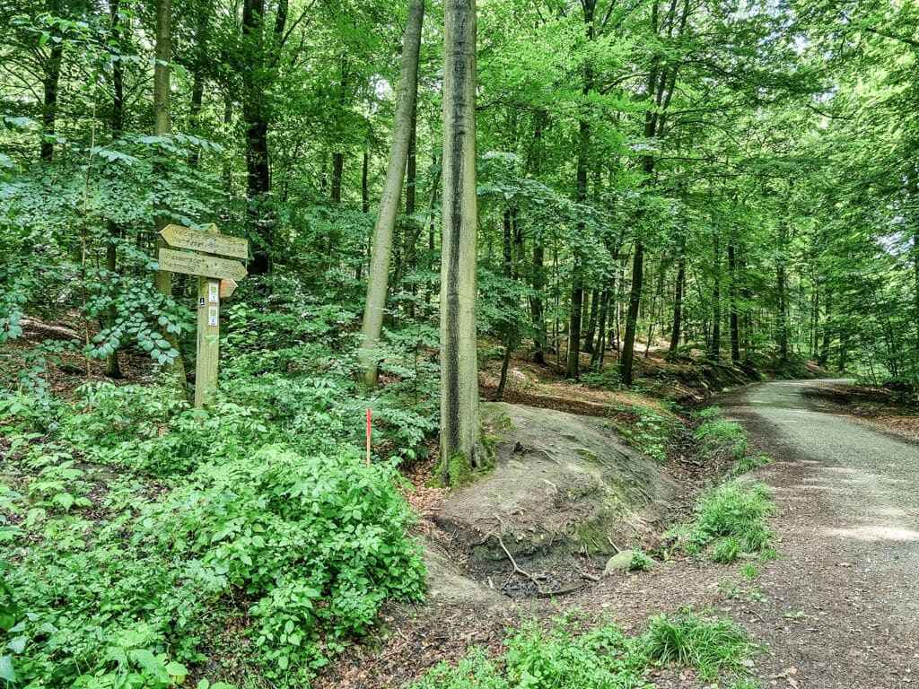 Eine üppig grüne Waldszene mit einem Feldweg, der sich durch die Bäume schlängelt. Auf der linken Seite zeigt ein hölzerner Wegweiser in verschiedene Richtungen. Sonnenlicht fällt durch das Blätterdach und wirft geflecktes Licht auf den Waldboden und den Weg.