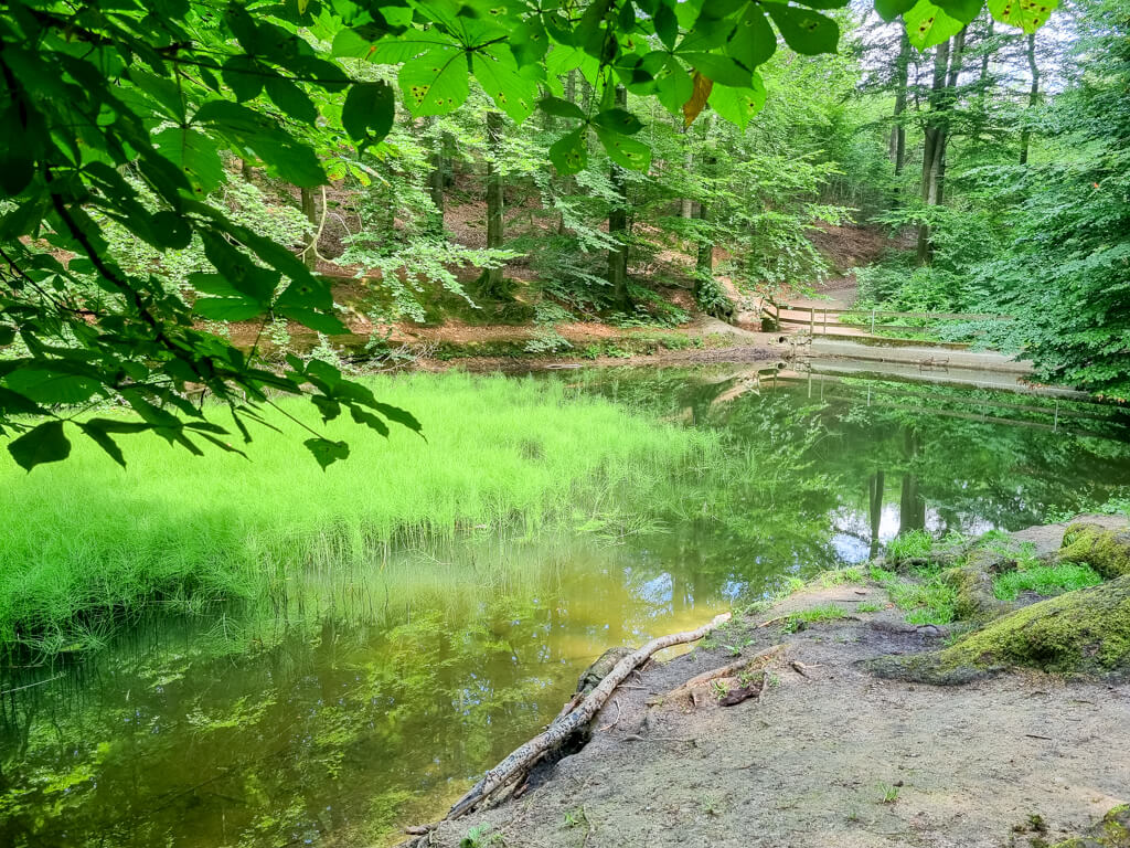 Ein ruhiger Teich, umgeben von üppigem Grün in einem Wald. Das Wasser ist klar und spiegelt die dichten Bäume um es herum wider. Im Hintergrund ist eine kleine Holzbrücke zu sehen und im Vordergrund ein Sandfleck mit einigen freiliegenden Wurzeln.