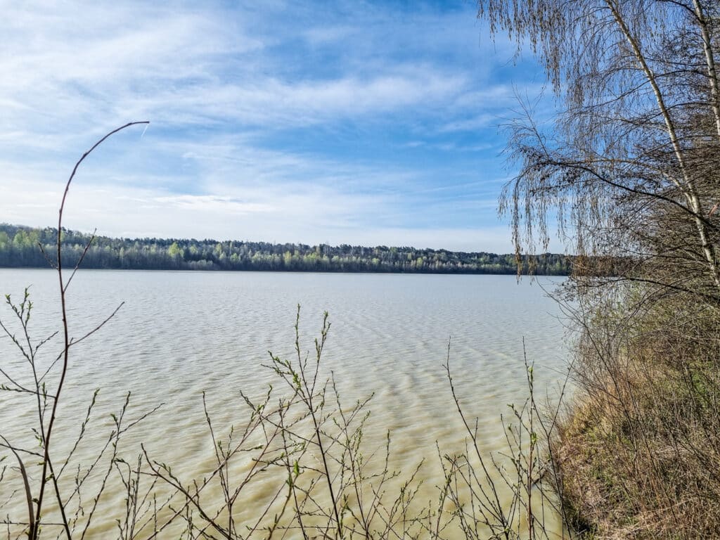 Blick über einige Sträucher auf einen See; im Hintergrund ist die andere Seite des Sees mit vielen Bäumen sichtbar