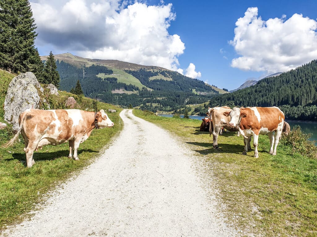 Kühe zu beiden Seiten eines breiten Wanderweges am Rande eines Sees in den Bergen