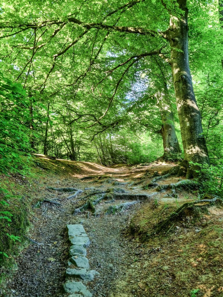 Ein unbefestigter Wanderweg schlängelt sich bergauf durch einen üppigen, grünen Wald. Sonnenlicht fällt durch das Blätterdach und entlang des Weges sind Baumwurzeln freigelegt.