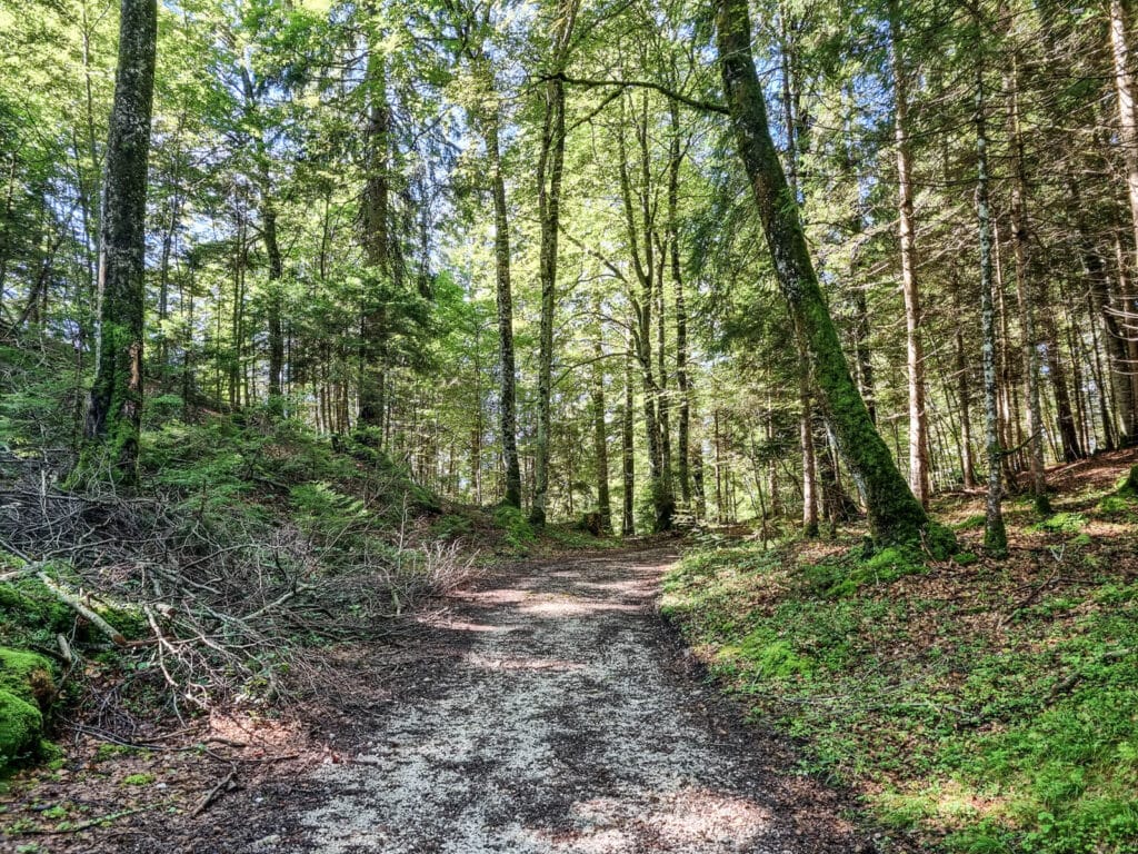 Ein ruhiger, sonnendurchfluteter Waldweg, gesäumt von üppig grünen Bäumen und einem Wechselspiel aus Schatten und Licht, das durch das Blätterdach fällt. Abgefallene Äste und moosiges Unterholz säumen den Schotterweg und laden zu einem ruhigen Spaziergang durch die Natur ein.