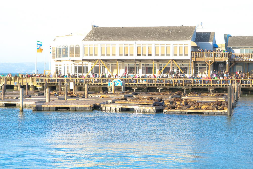 San Francisco - Fishermans Wharf - Seelöwen am Pier 39