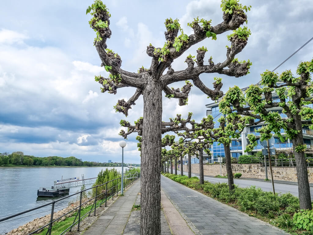 von Bäumen gesäumter Fußweg führt in Königswinter direkt am Rhein entlang