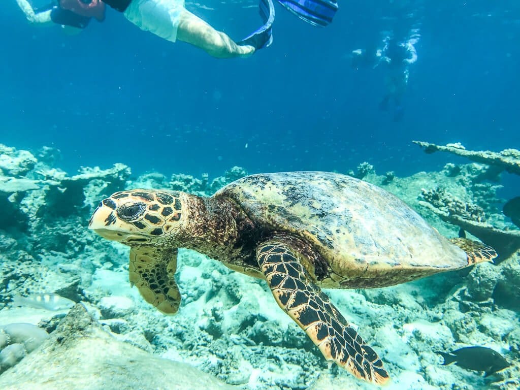Malediven - Schnorcheln - Schildkröte