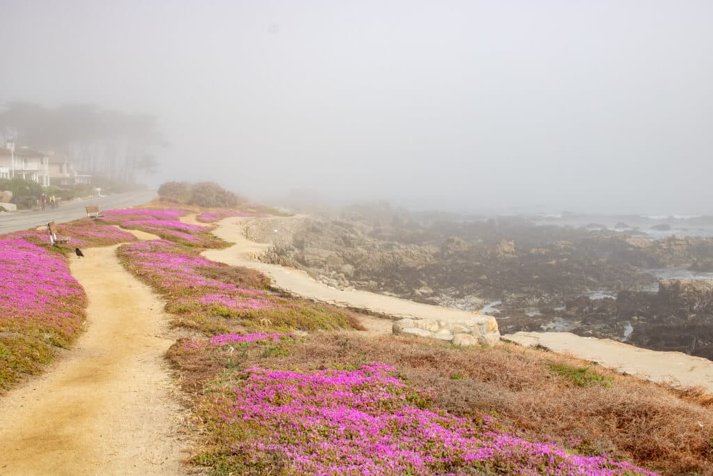Nebel über einem sandigen Weg mit rosa-farbenen Blumen
