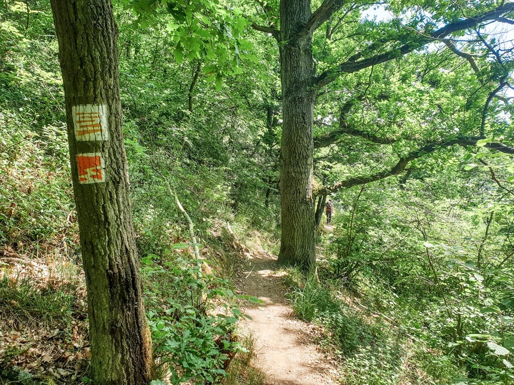 Wanderweg im Wald mit Wanderzeichen des Moselsteig und Traumpfad an einem Baum