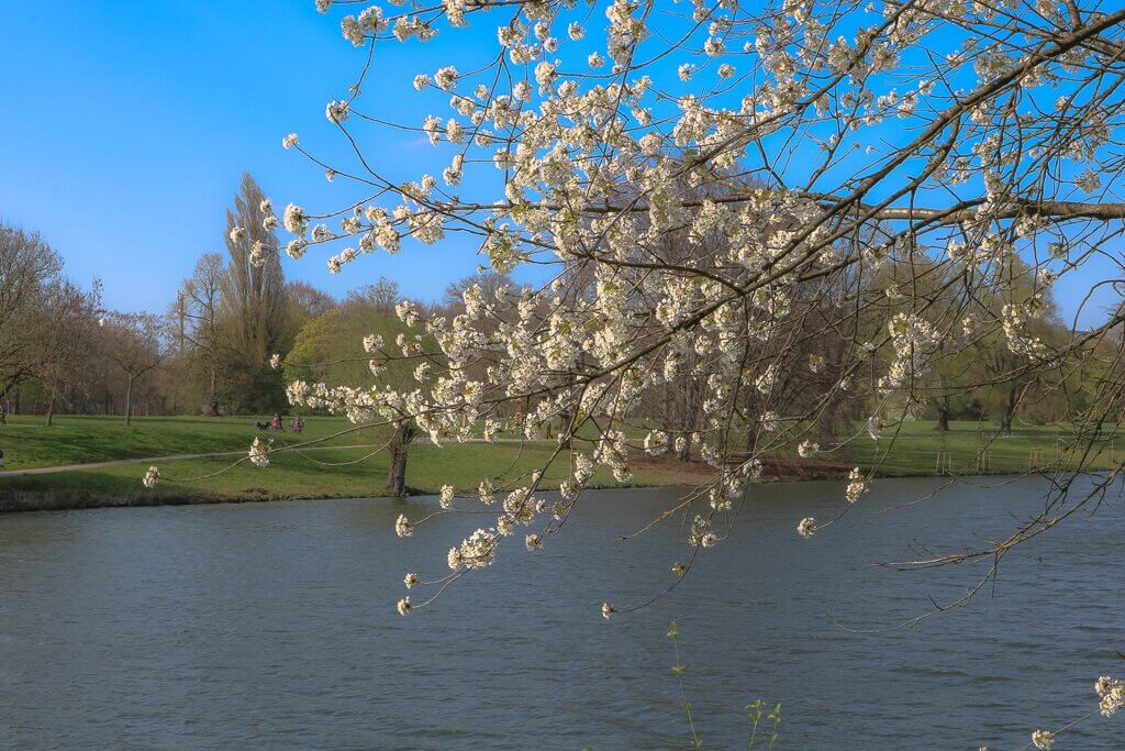 Münster - Aasee - blühender Baum am See
