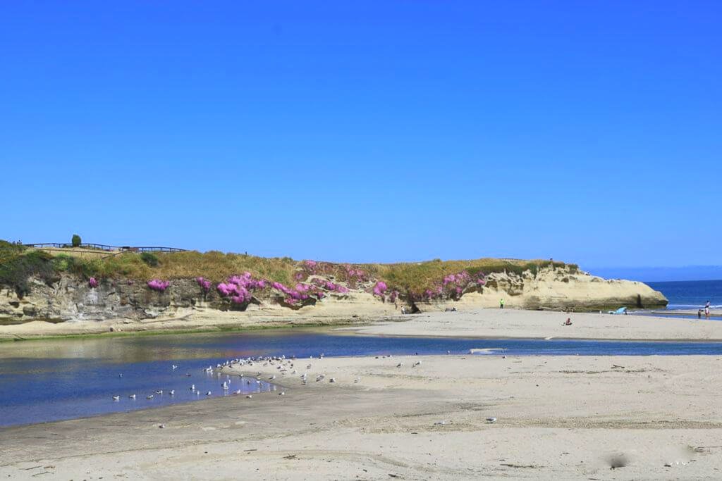 Santa Cruz - Strand - Natural Bridges - Blüten