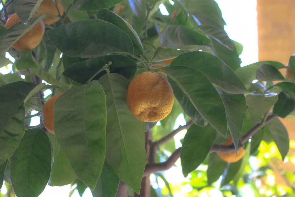 Potsdam - Orangerieschloss - Zitronenbaum