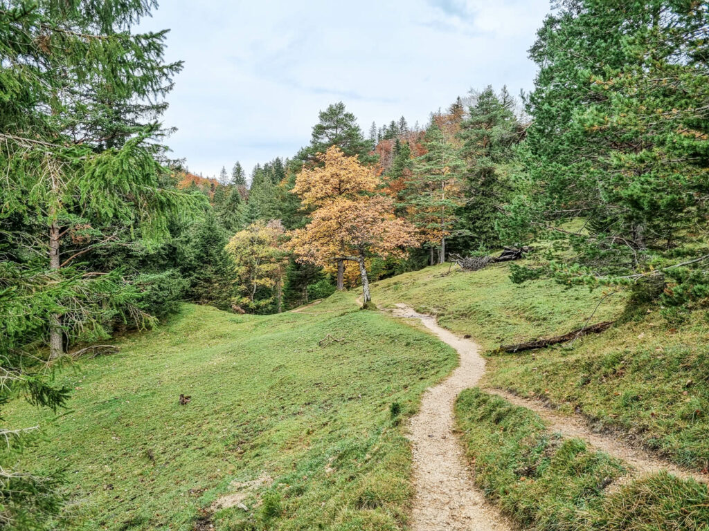 Ein schmaler Feldweg schlängelt sich durch einen üppigen grünen Wald mit immergrünen und Laubbäumen. In der Mitte sticht ein einsamer Baum mit herbstlich orangefarbenen Blättern hervor. Weiches Licht fällt durch einen bewölkten Himmel und schafft eine heitere, ruhige Atmosphäre.
