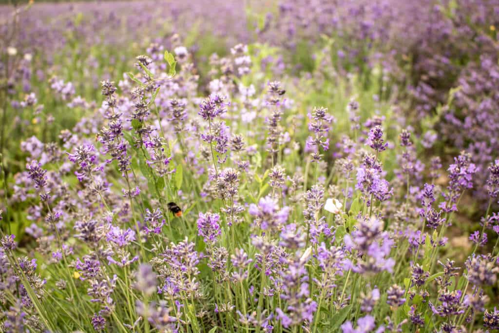 blühender Lavendel und eine Biene