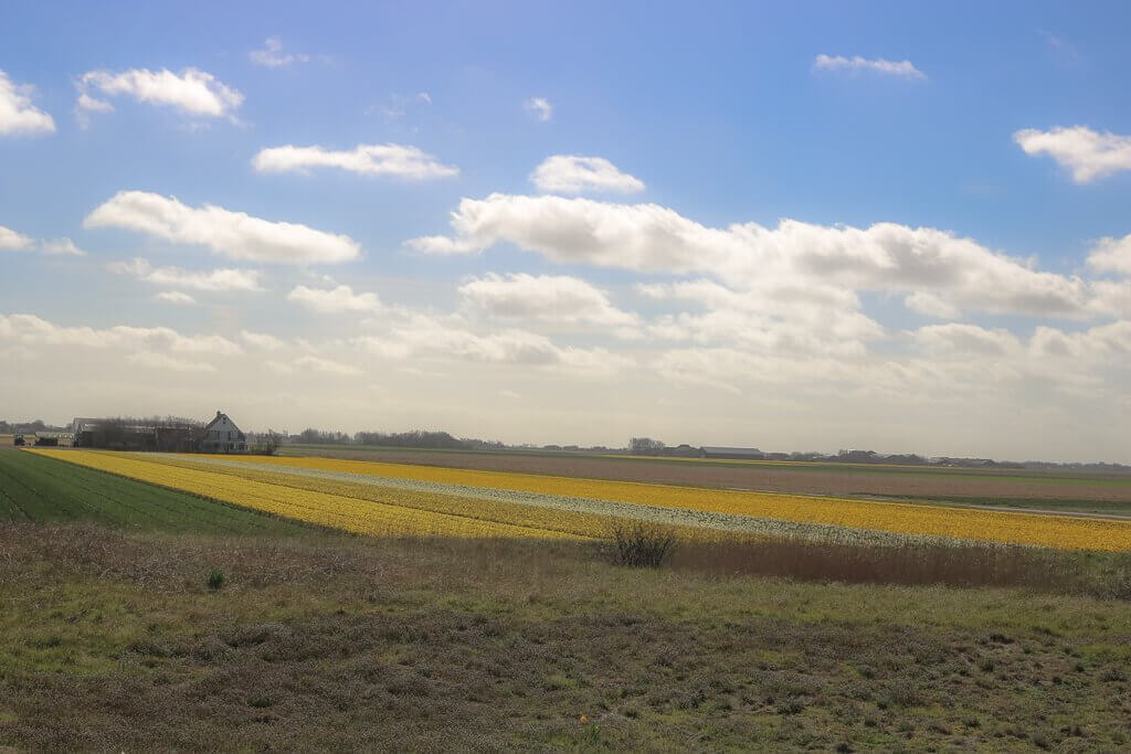 Texel - Blumenfelder