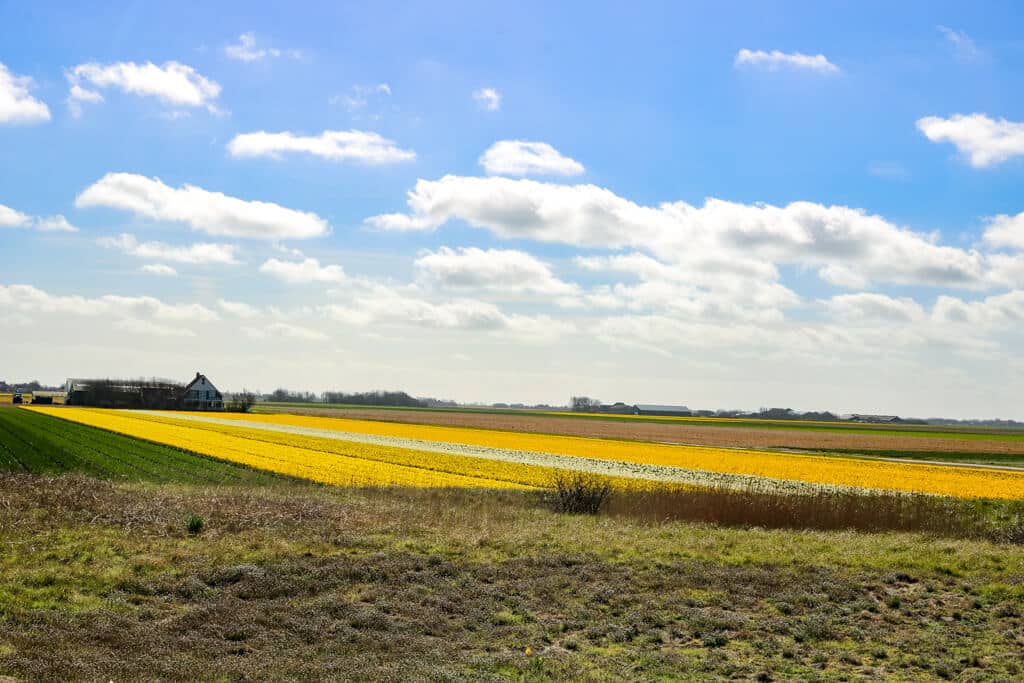 gelb blühende Blumenfelder und leicht bewölkter, blauer Himmel auf Texel