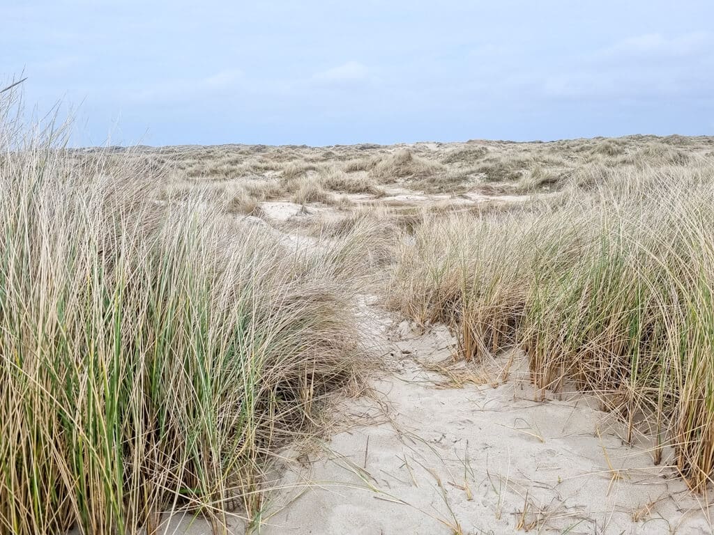Blick über mit Strandhafer bewachsene Dünen