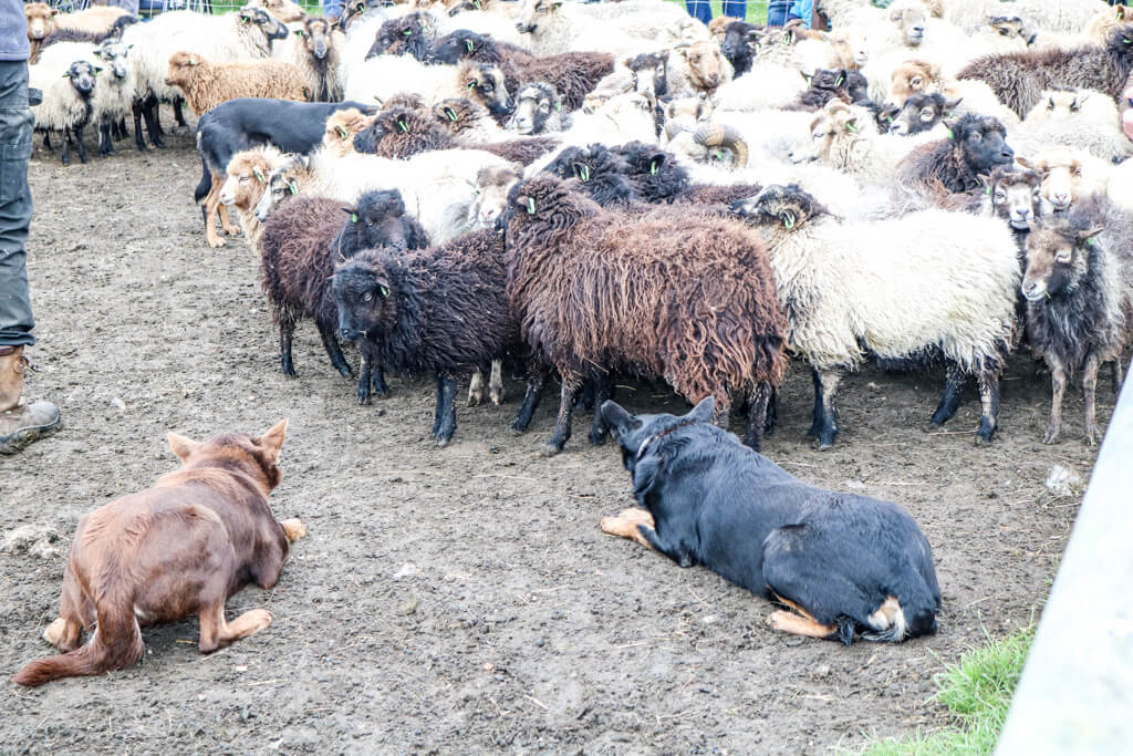 zwei Hunde hüten eine Herde Schafe