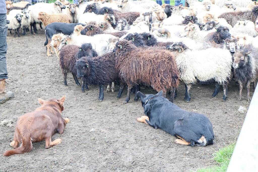 Texel - Traditionelles Schafe hüten