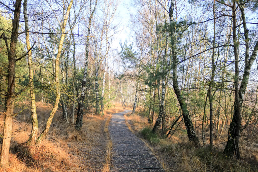 Holzweg führt durch einen lichten Birkenwald im Venner Moor