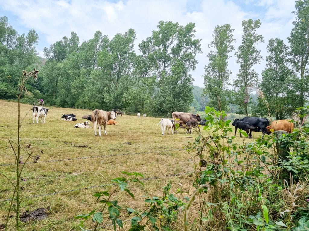 Kühe mit Kälbern auf einer Weide umgeben von Bäumen an einem Hügel