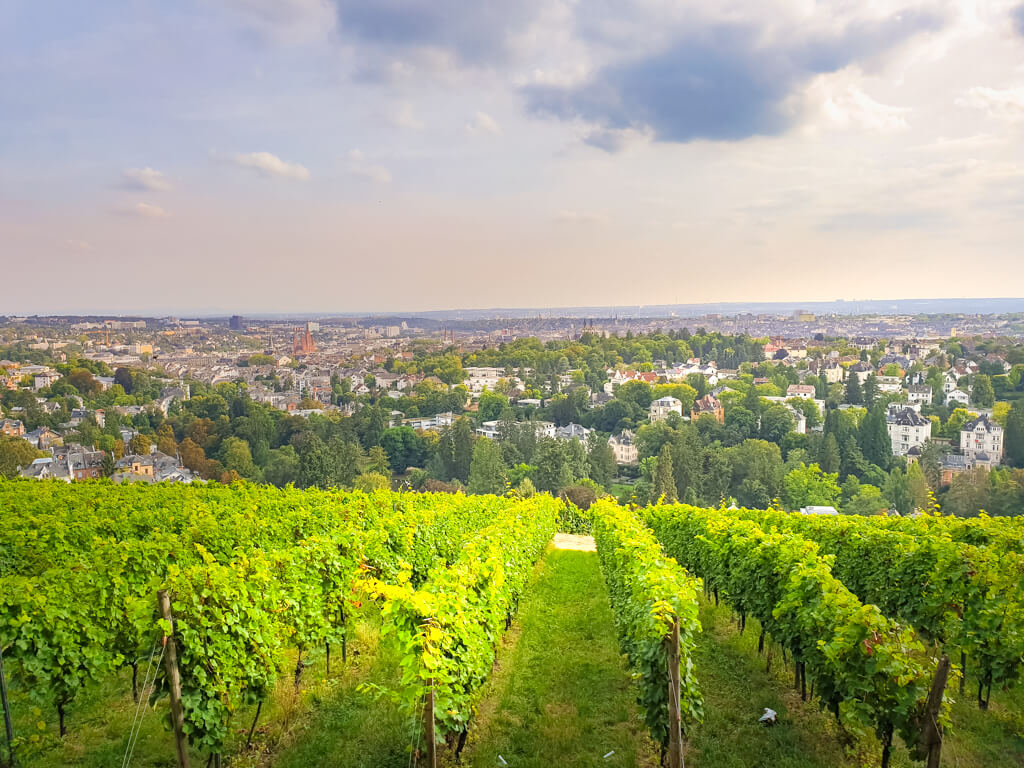 Blick über einen Weinhang mit grünen Weinreben und dahinter abfallend Blick auf die Stadt Wiesbaden