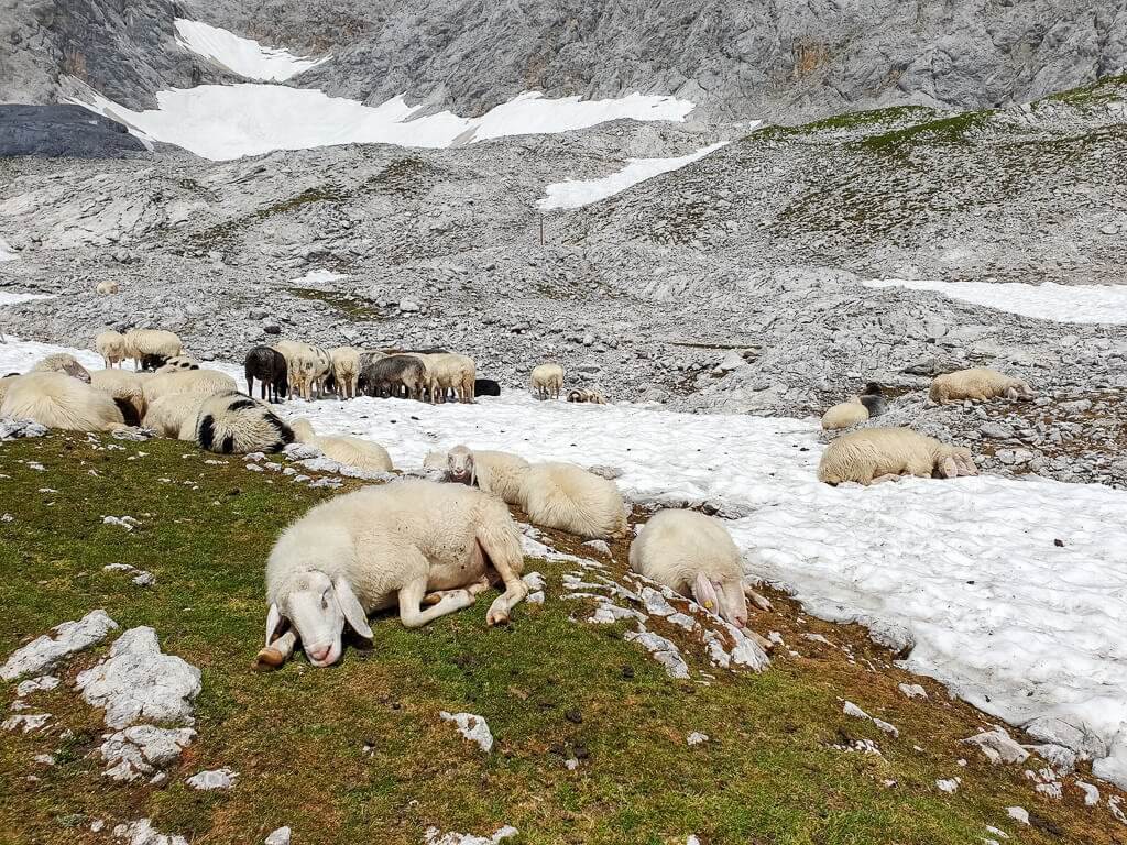 Schafe auf einem Schneefeld am Berg